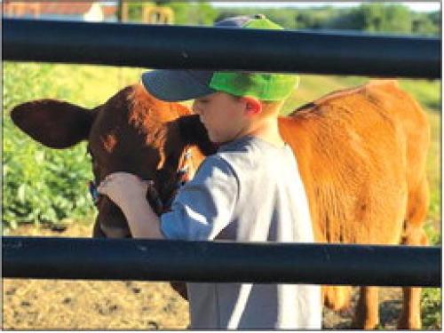 Register for Fayette Co. Fair Bucket Calf Project