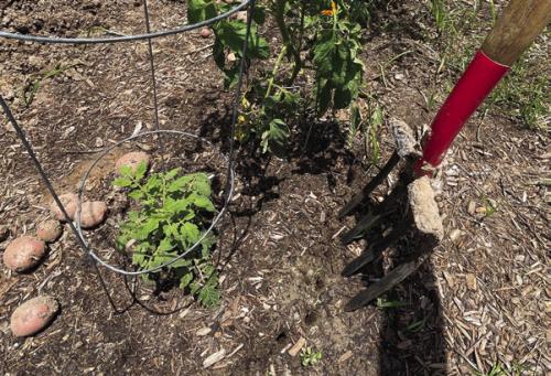 While digging up my potatoes this week, I used a four-pronged spading fork to aerate the soil around all the other plants in my garden. I hope it will alleviate some of the problems I’m having with water-logged soil.