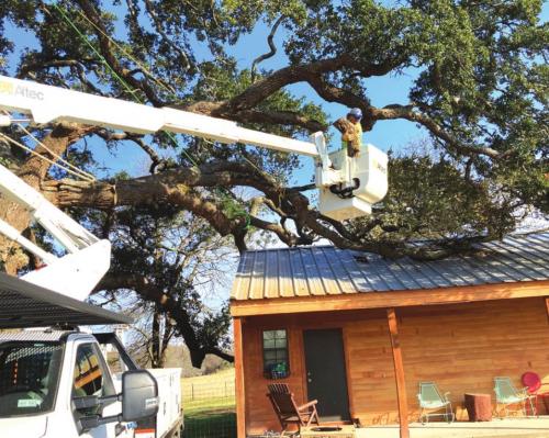 Massive Oak Branch Cracks