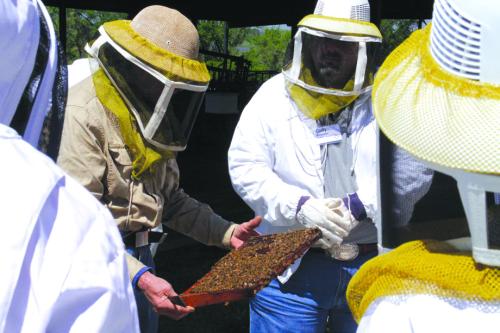 Students at the Bee School can suit up and watch while a hive of live bees is opened and inspected. The school will be held March 1 in Brenham.