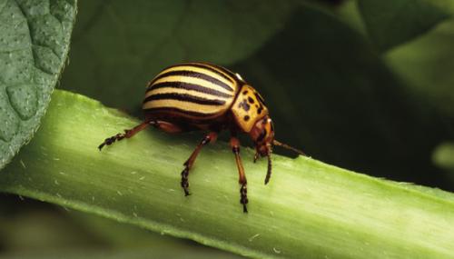 The Colorado potato beetle, pictured above, has plagued me in the past. Lately, I’ve kept it at bay by planting cilantro around my potatoes. Photo by Scott Bauer, USDA Agricultural Research Service