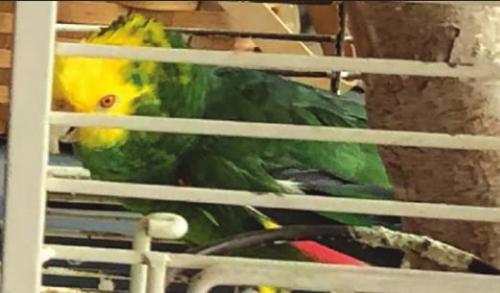 Tookie is a Yellow-Headed Amazon parrot with an extensive vocabulary.