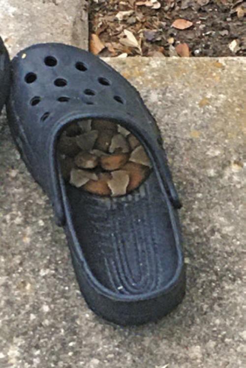 Watch Out for Snakes!
