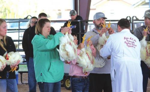 Fayette County Junior Livestock Show Champions Crowned