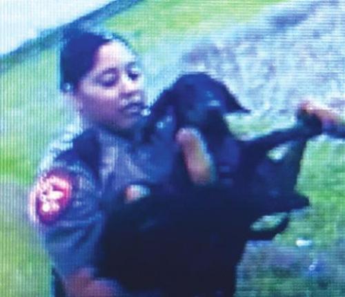 Dog Found After Fleeing From I-10 Collision