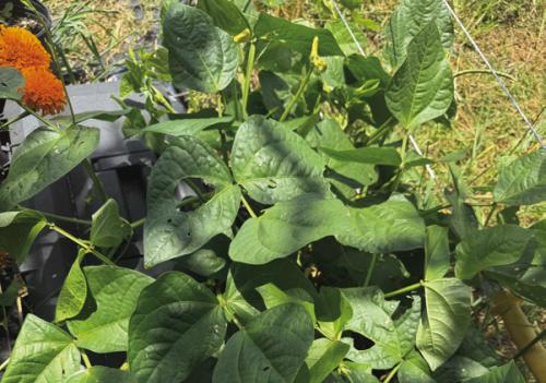 This is a single volunteer Texas cream pea plant that popped up at the edge of my garden. I planted two rows of a different variety a week ago, and I expect them to form a thick canopy of leaves to protect my soil from the blasting heat this summer. Photo by Andy Behlen