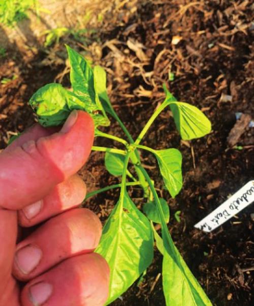 The photo above is from April 5, when I pruned the terminal growth from the top of my bell pepper plants. The picture below was taken Wednesday, April 14, showing new branching growth from the main stem. Photos by Andy Behlen
