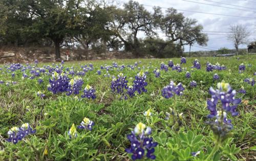 Though recent rains haven’t been enough to dent the drought conditions around the region, they have greened things up around Fayette County, and allowed some wildflowers to pop up, like these bluebonnets near the Dollar General parking lot in La Grange. Photo by Jeff Wick