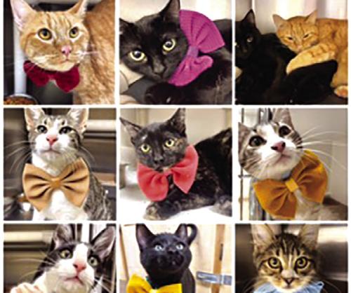 Gardenia E. Janssen Animal Shelter 2023 Recap
