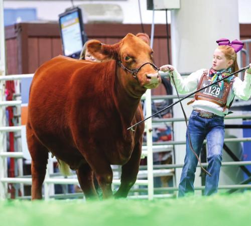 Girl With Local Connections Wins Livestock “Triple Crown”