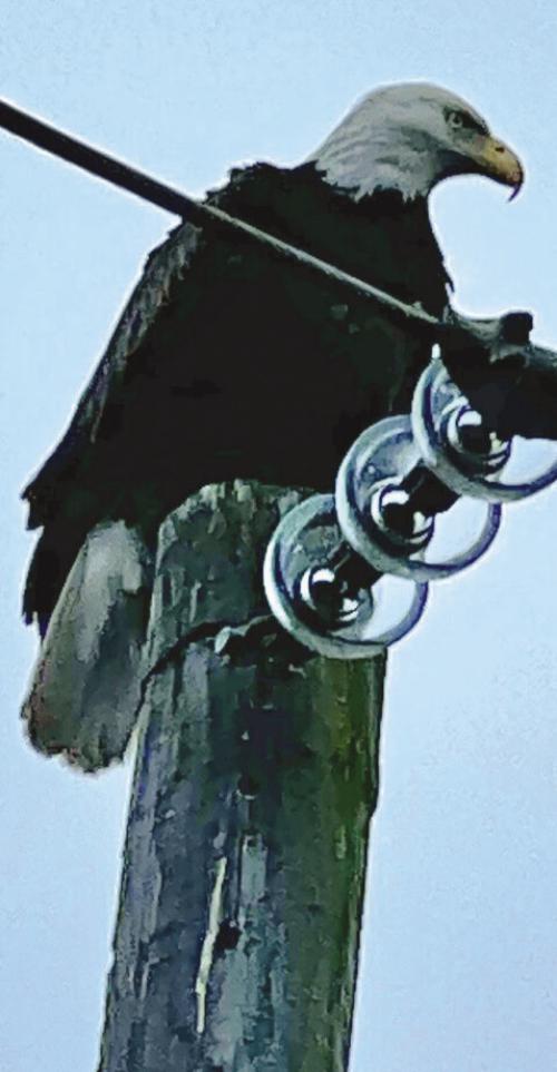 Fayetteville residents Cynthia and Gary Cruz spotted this bald eagle on Monday, March 27 at 7:53 a.m. on Leslie Road.