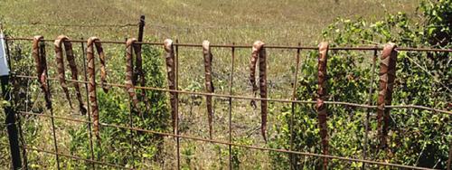 Copperhead Invasion in Warda