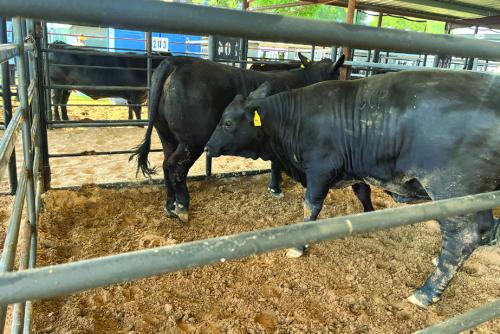 As part of the Fayette County Fair’s just completed kick-off weekend, the Junior Commercial Heifer Show and Sale was held Friday and Saturday in La Grange. Organizer Lee Fritsch said the total sales were $783,800 with an average per heifer price of about $6,000. Photo by Jeff Wick