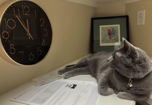 The cat eyes the clock fearing high noon and the impending AI attack.