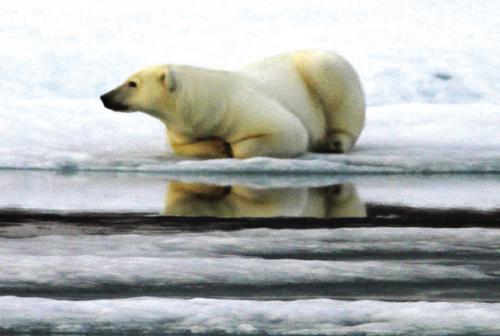 A polar bear in Maxwell Bay in Canada’s Northwest Passage.