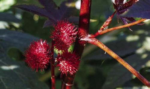 A closeup of a castor bean plant with its unique seed pods.