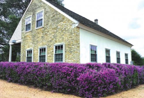 Purple Sage Blooms In Round Top