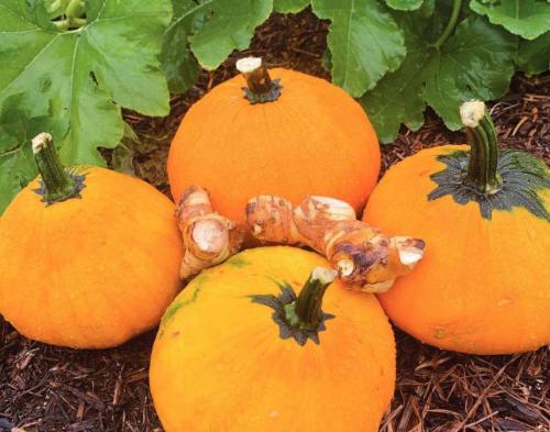 Pieces of galangal root with pumpkins from my garden that went into a Thai curry I cooked Tuesday night. Photo by Andy Behlen