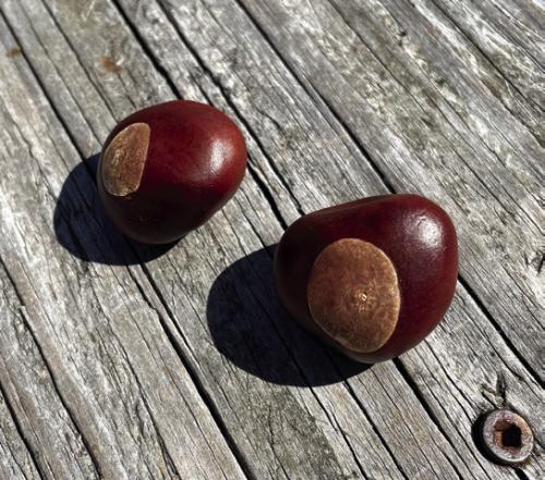 The Ohio buckeye seeds are quite large and attractive. Some people use them to make jewelry. They are poisonous to hu- mans and livestock, however.
