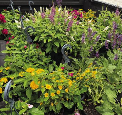 Plant & Seed Sale to Benefit Animal Shelter