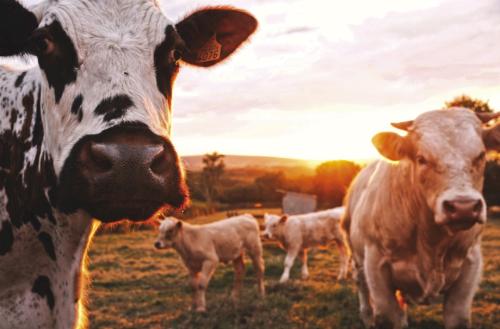 Trailer Loaded With Cattle Avoids Impact in Crash Near Schulenburg