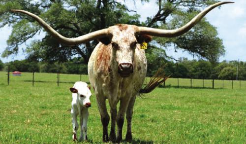 A longhorn mother and baby, taken outside Fayetteville.