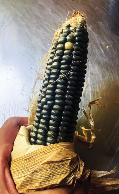 Garden Blues of the Good Kind: Colorful Corn