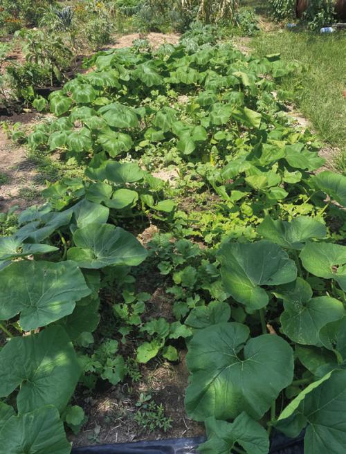 Emulate Nature by Planting Cover Crops in the Garden