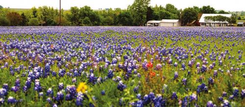 Great Year for Bluebonnets