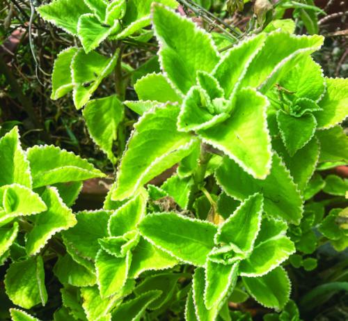 Cuban oregano has been the most resilient plant we’re growing. Heat, drought, and the brutal Texas sun doesn’t seem to phase it. It’s a quite tasty herb, but it can’t stand cold weather.
