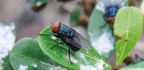 The New World screwworm fly hasn’t appeared in Texas since eradication in the 1960s. But its reappearance in Mexico has many cattle producers worried.