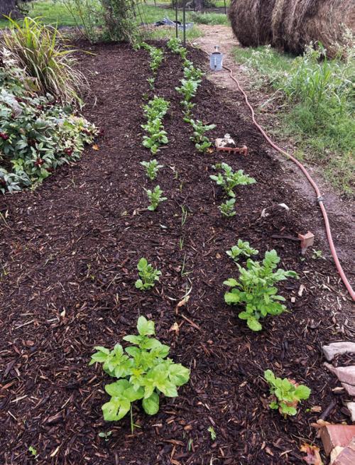 No-Work Gardening
