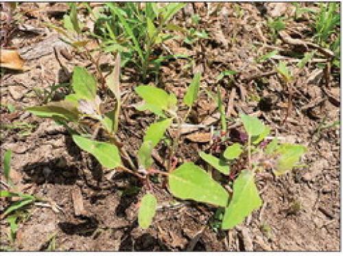 A few huauzontle seedlings are pictured in the foreground. There are three or four more growing in the patch of small weeds behind them. I have to be super careful weeding when they are at this stage.