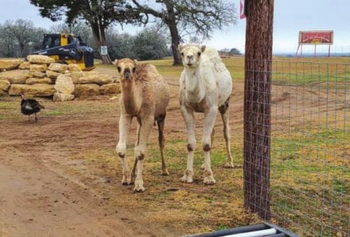 The camels at Sanctuary Serengeti in Plum were just fine last week after the snow had melted.