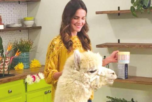 Local Alpaca Stars In Commercial