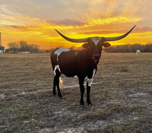 A longhorn poses at sunset last week near Cozy Corner. Photo by Jeff Wick