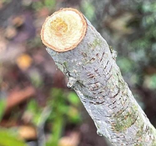 Damage caused by twig girdler insects.