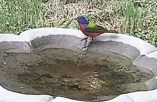 Painted Bunting in Muldoon