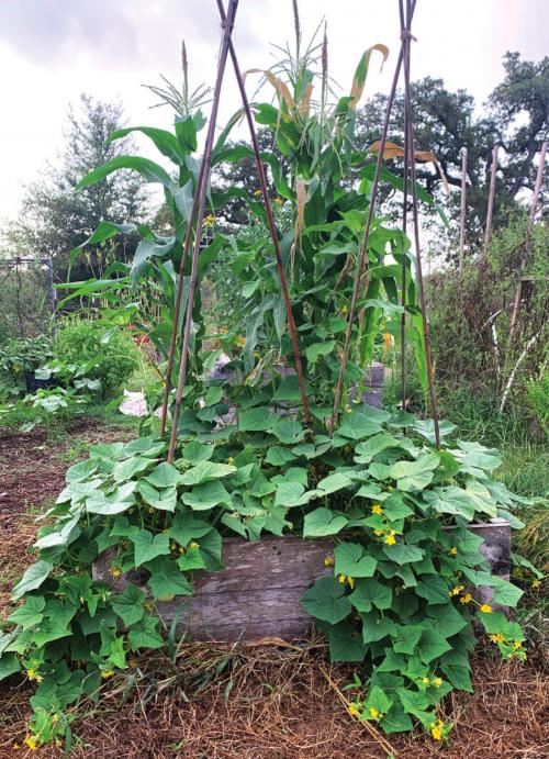 This raised bed is growing cucumbers, field corn and sunflowers (which haven’t bloomed yet).