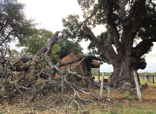 Limb on 440-Year-Old Oak Falls