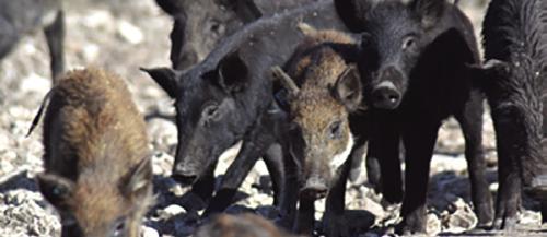 Wild hogs do a lot of damage. Texas Parks and Wildlife photo.