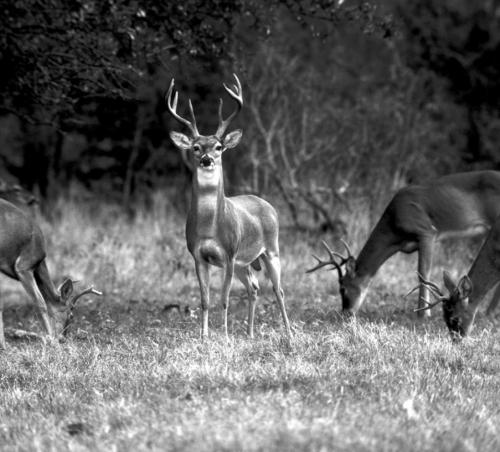 Texas Whitetail Deer Hunters Can Look Forward to Favorable Season