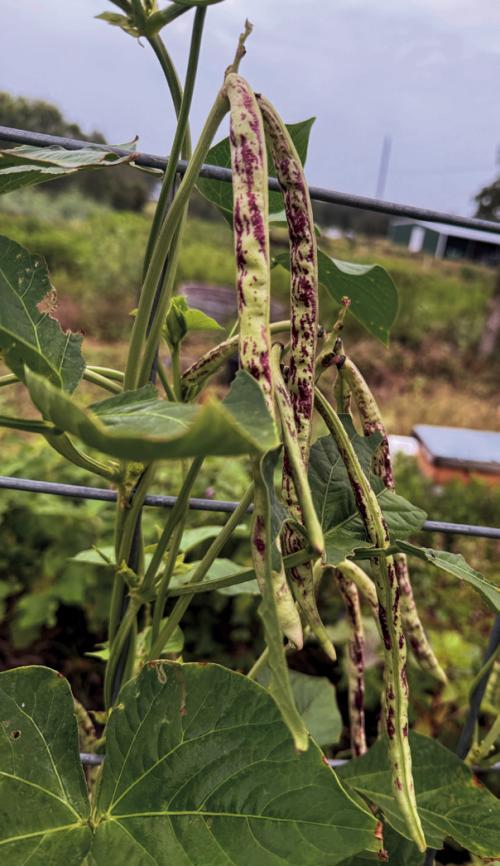 This year I’m growing some Thai soldier beans for the first time. They’re related to cowpeas but you can eat them like green beans. They love the heat.