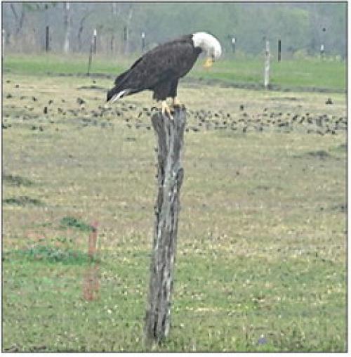 Mona Reynolds captured some stunning shots of a bald eagle on March 23 on FM 155 between Weimar and La Grange and was kind enough to share some pictures with us.