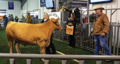 Schulenburg Champion Steer Sells for $15,750