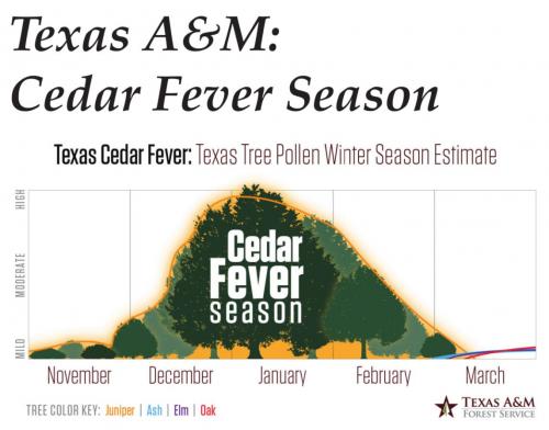 Cedar Fever Season in Texas