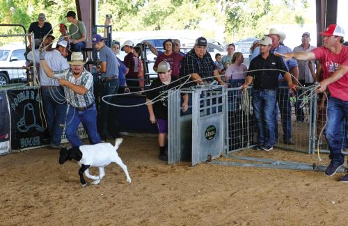 Folks attending the Fayette County Fair Junior Commercial Heifer Show at the Fairgrounds this Saturday got treated to some goat roping. About 200 teams got in on the action, which capped off a very successful Junior Commercial Heifer Sale. Organizer Lee Fritsch said 134 bred heifers sold in the show at an average price of $2,691. The events serve as a kick-off to the rest of the 95th annual Fayette County Fair, which begins Thursday. Photo by Andy Behlen