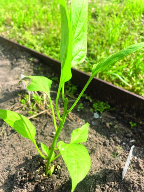 Pruning the terminal buds from pepper transplants encourage the plants to grow bushier. The white arrow points to the spot where I snipped the bud from the tip of this plant. You can see tiny “suckers” growing from the spot where each leaf meets the main stem. These suckers will become new buds, resulting in a bushier, more productive plant.