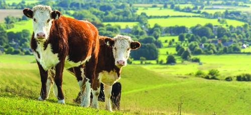 There were 57,925 head of beef cattle in the county this spring – double the number of people.