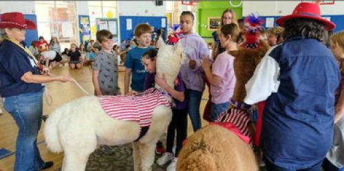 Fifth graders got a chance to pet and hug the alpacas Pancho and Lefty. Photo by Andy Behlen